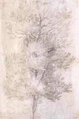 Claude Lorrain A Tree Trunks (mk17)